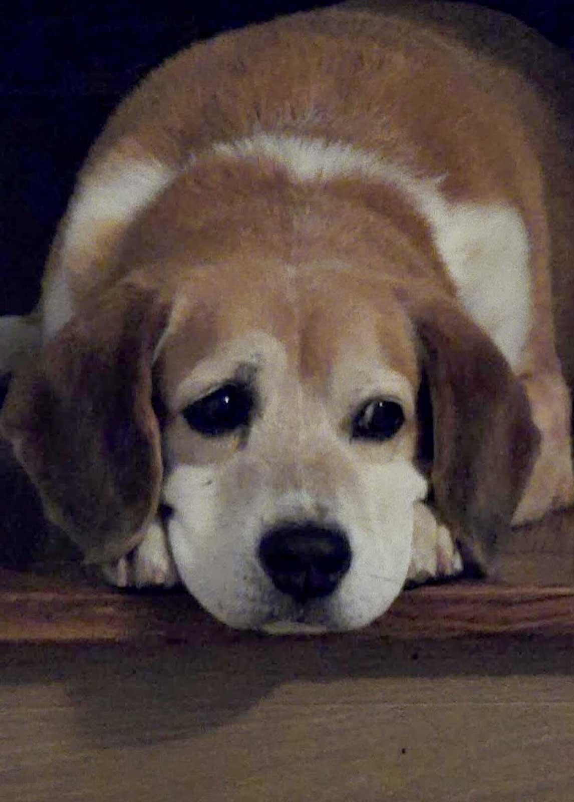 Frank