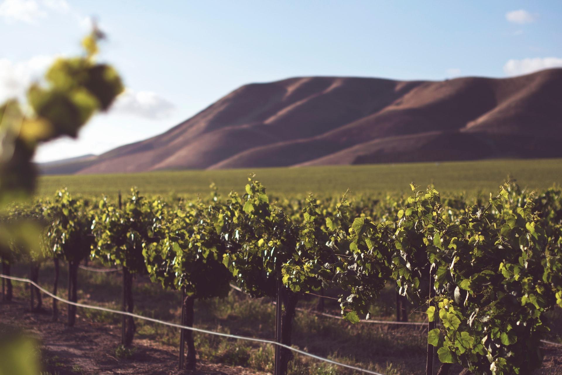 Italian vineyard