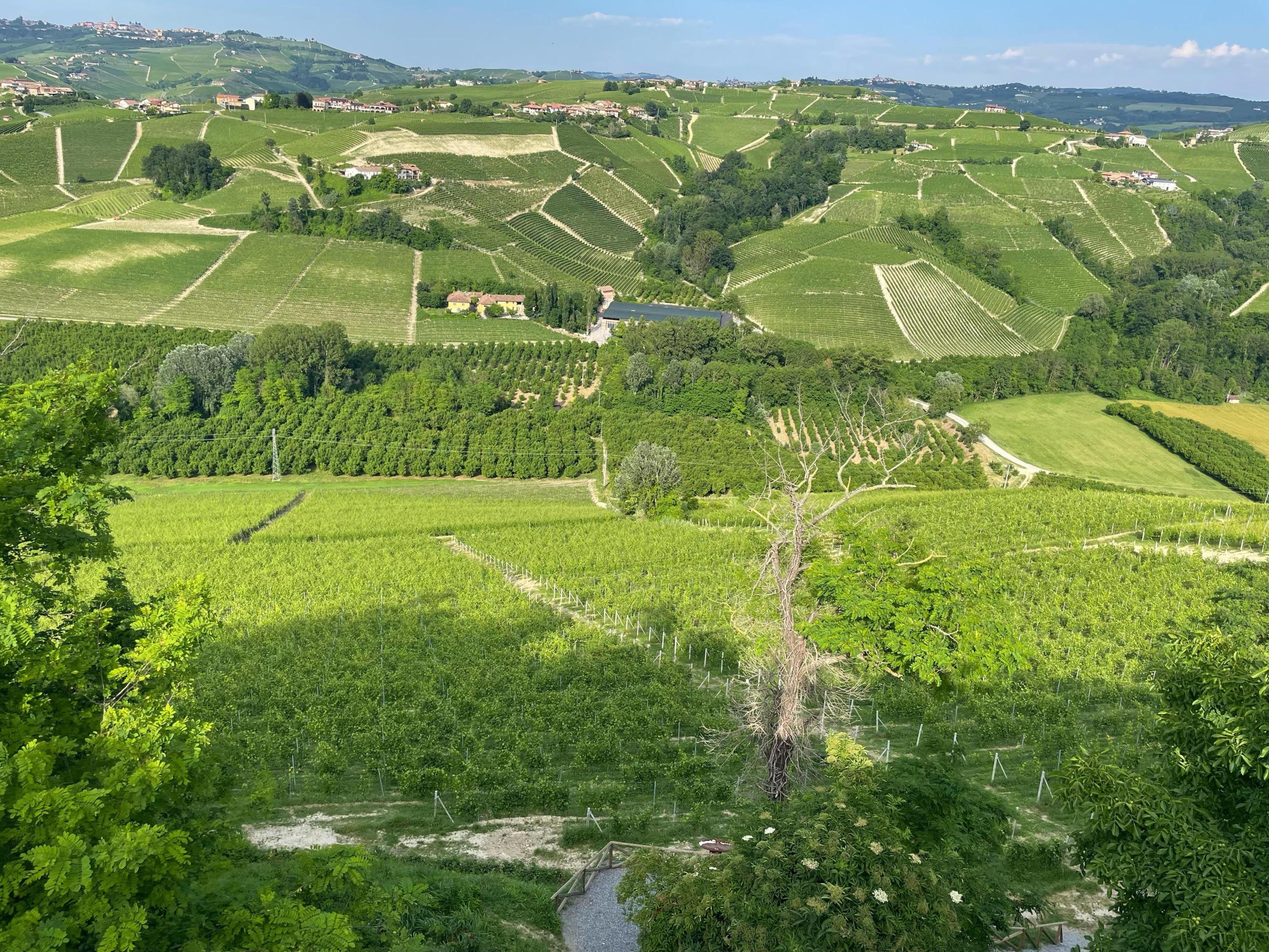 andy barolo4