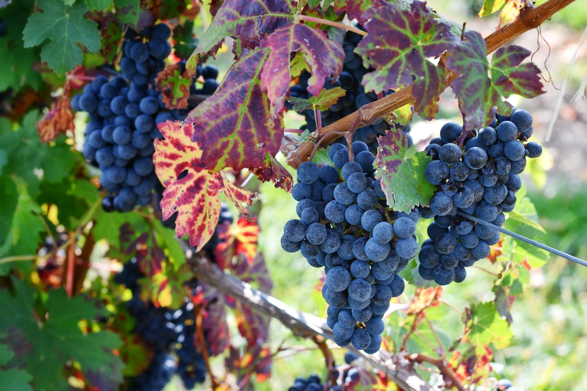 cabernet-sauvignon-grapes image cabernet sauvignon grapes