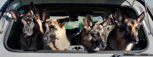 dc wine dogs