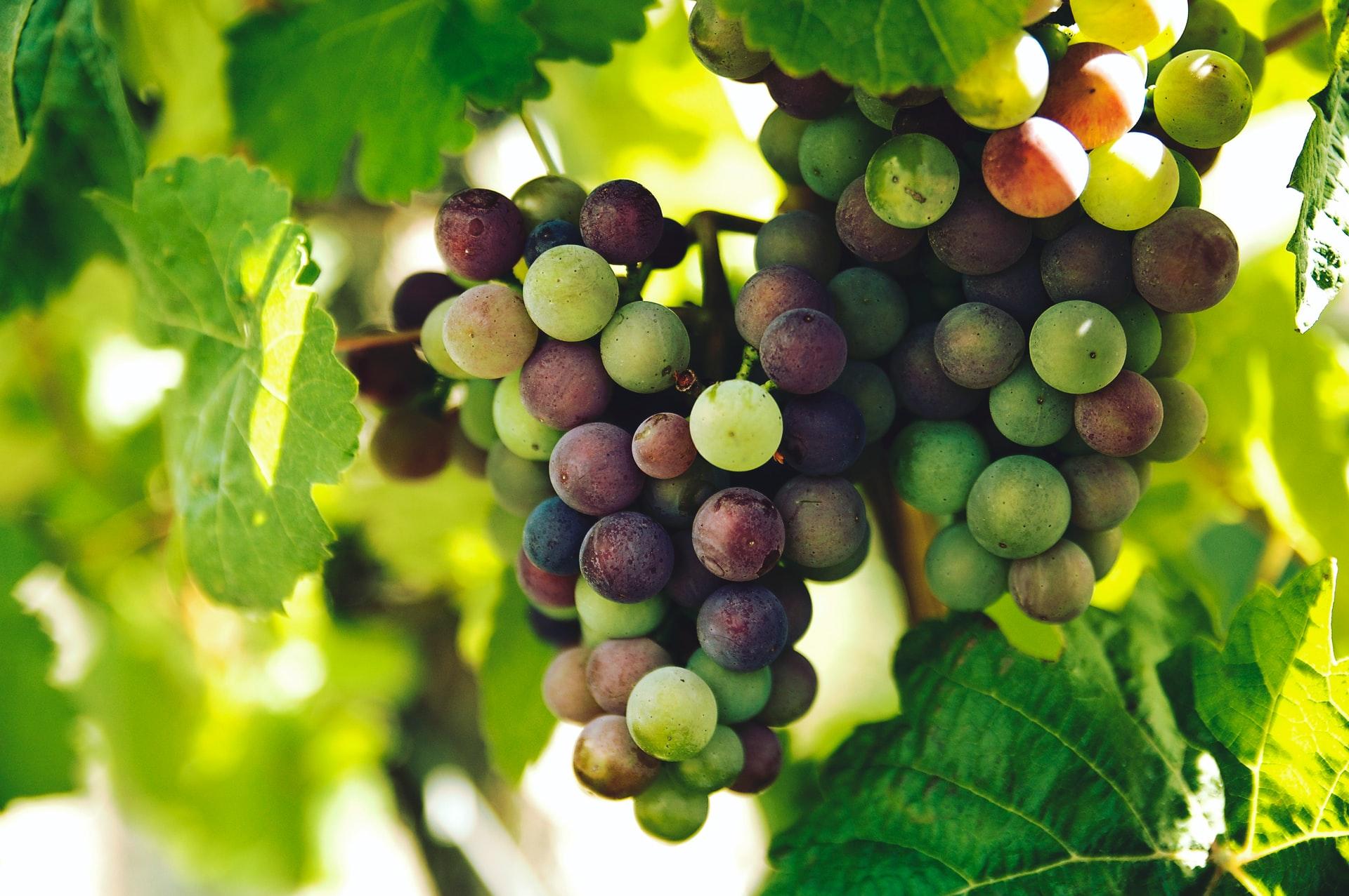 grapevine