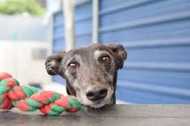 greyhound sad