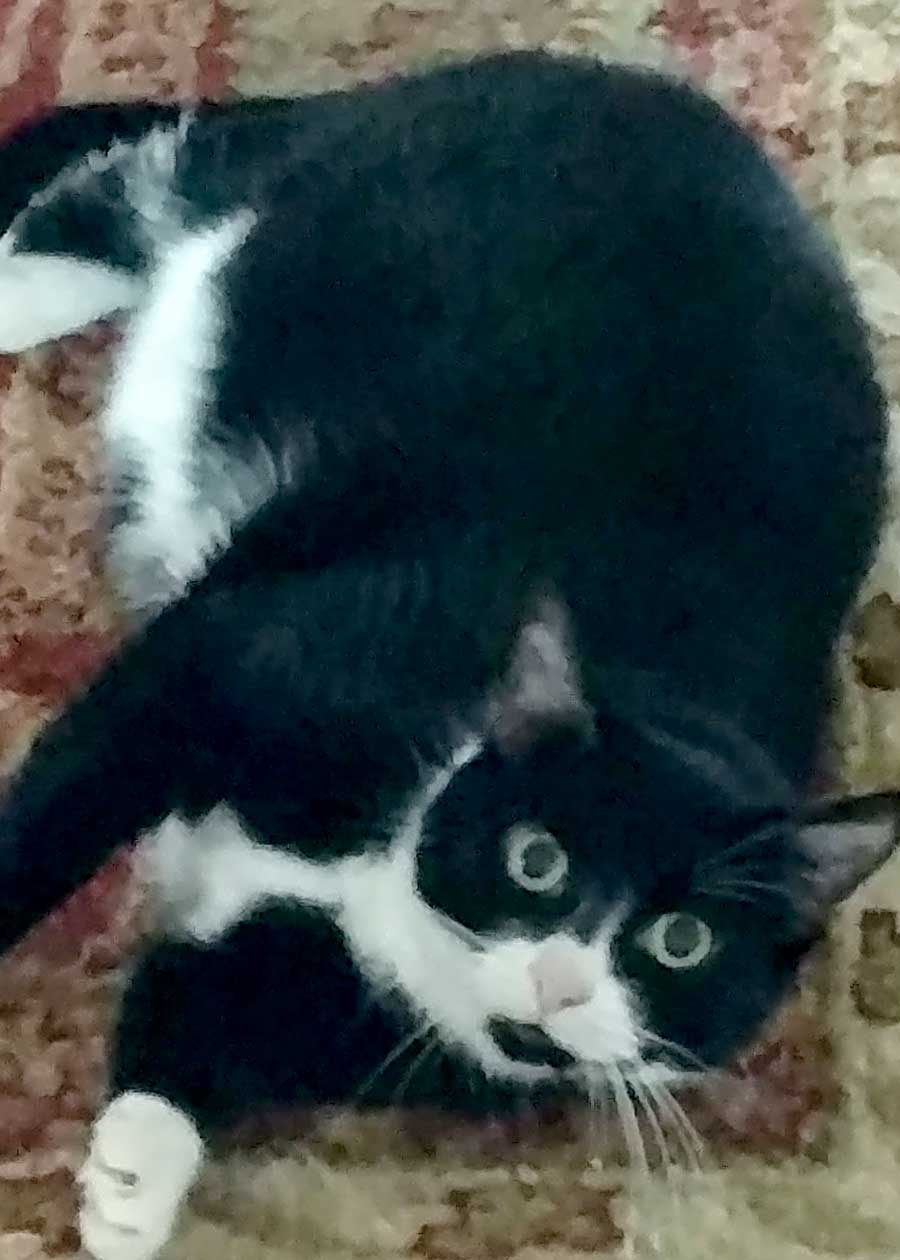 Houdini
