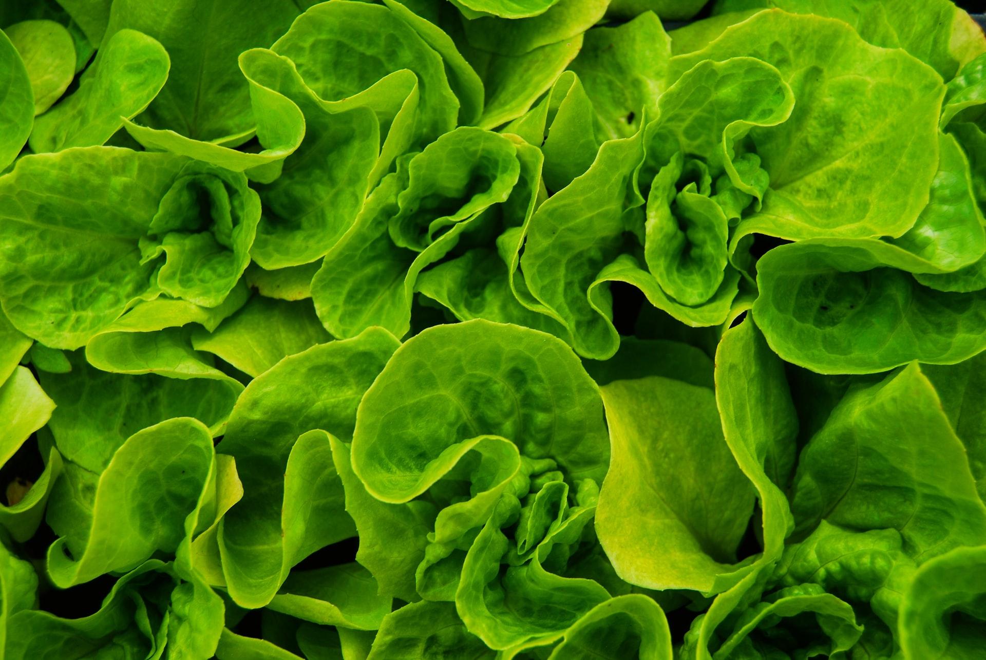 leafy greens