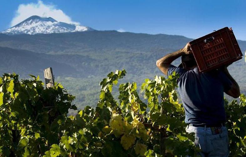 mt etna wine