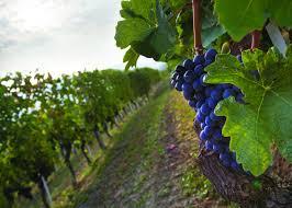 nebbiolo4 image nebbiolo4