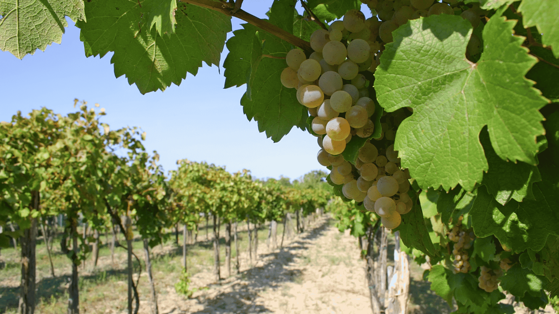 What Are Viniculture and Viticulture?