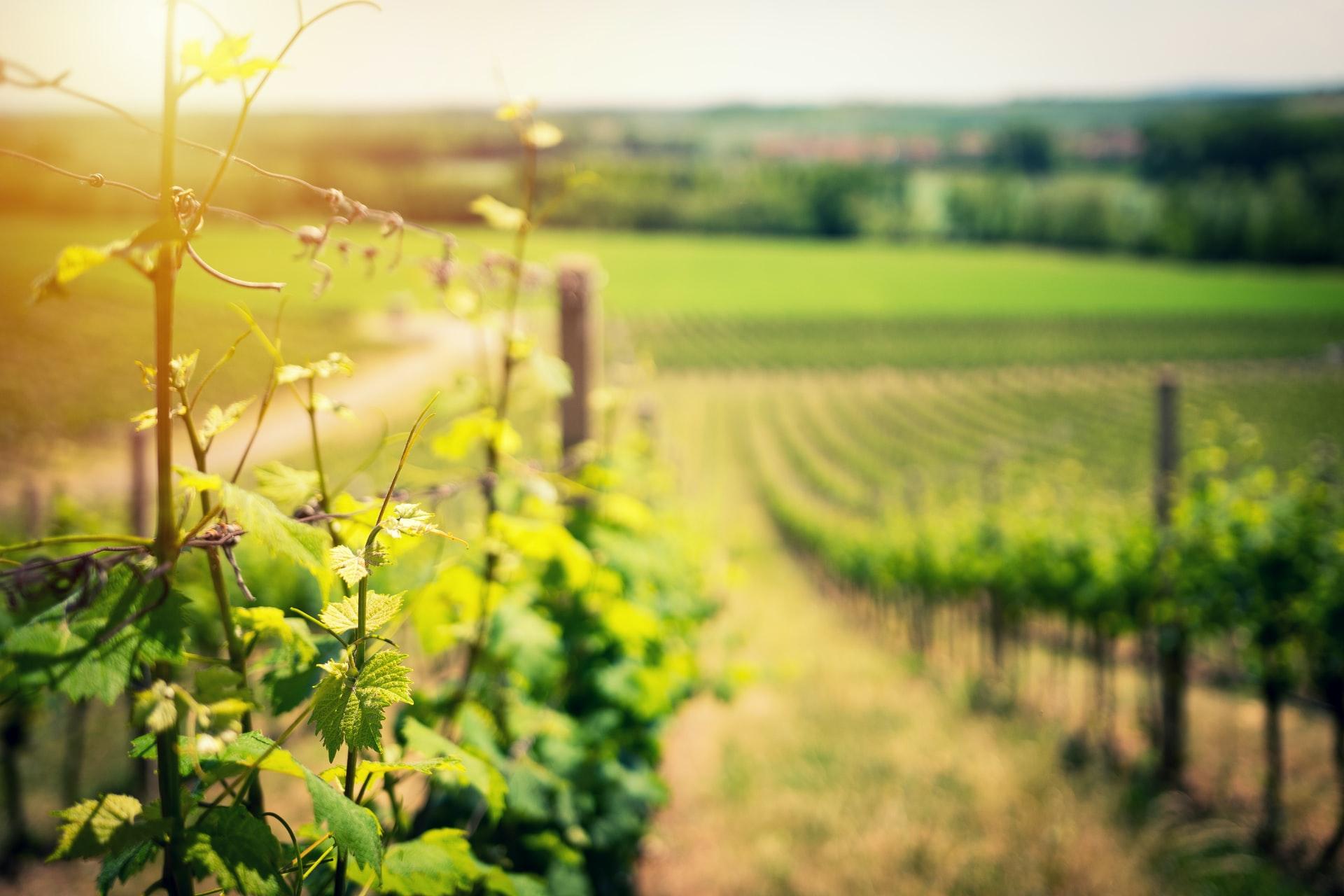 why acidity is important in wine