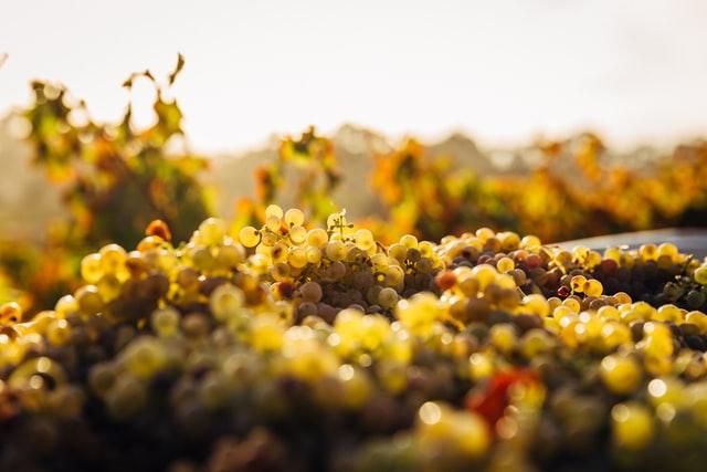 wine grapes
